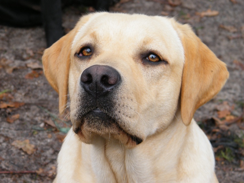 De Pont Barreau - Labrador Retriever - Portée née le 11/11/2013